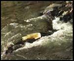 Watershed Talk
